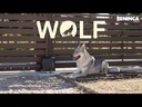 youtube - [Video]